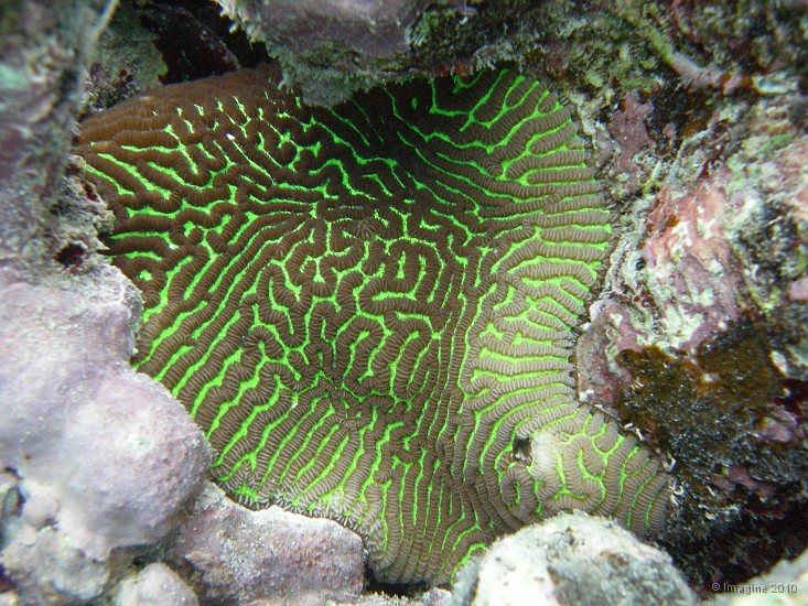 08- Madrepore appele corail cerveau (Famille des Faviidae) - Ilot Gi.JPG